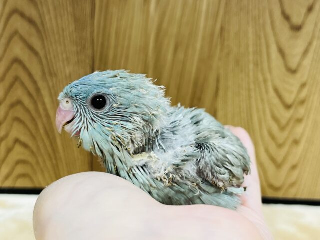 優しい雰囲気に癒されます♡サザナミインコ(ブルースパングル) ヒナ