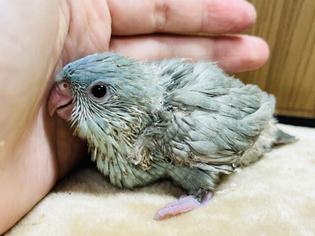 サザナミインコ