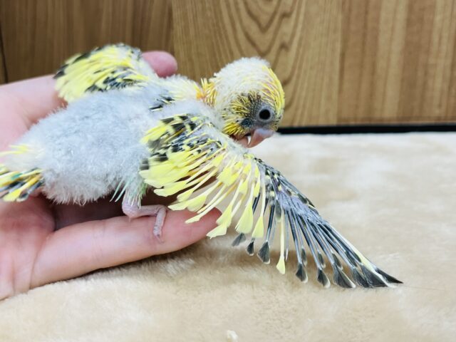 セキセイインコ