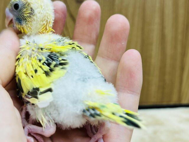 セキセイインコ