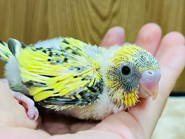 元気いっぱいの綿毛ちゃん☁️セキセイインコ(ハルクイン) ヒナ