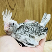 目指せムチムチ体型☆オカメインコ(WFパールパイド) ヒナ