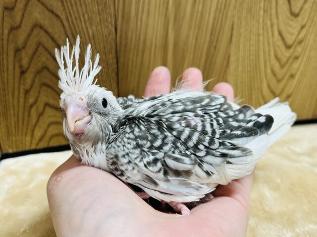 オカメインコ