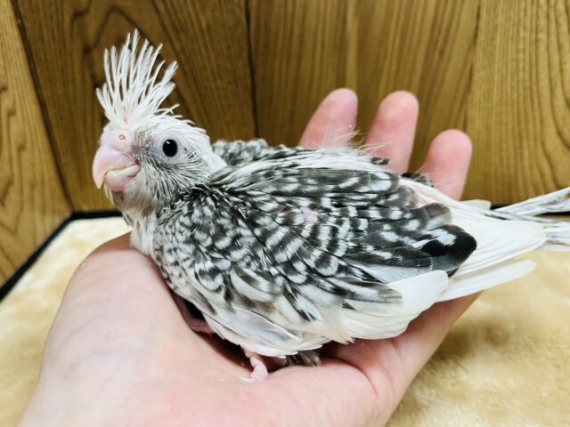 オカメインコ