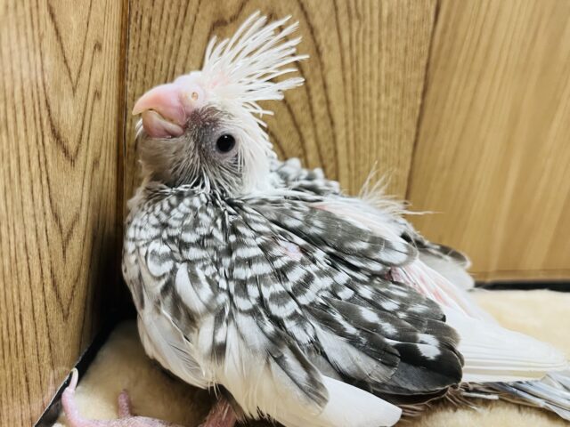 オカメインコ