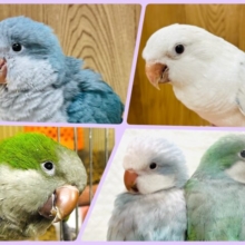 【小山店🦜期間限定】魅了たっぷり♡オキナインコ祭り🎐🌈