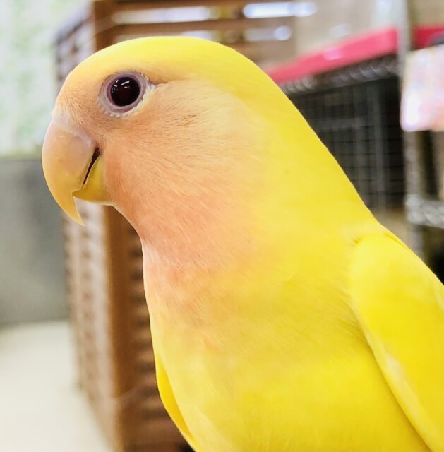 明るく元気なカラー　小桜インコ　ルチノー　Ｒ５　４／２６撮影