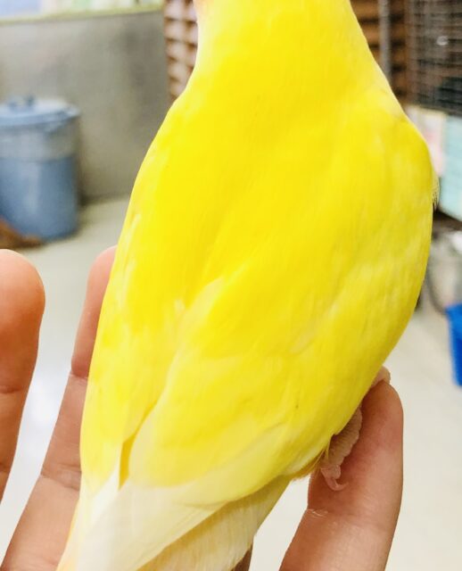 コザクラインコ（小桜インコ）