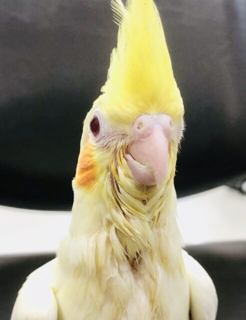 オカメインコ