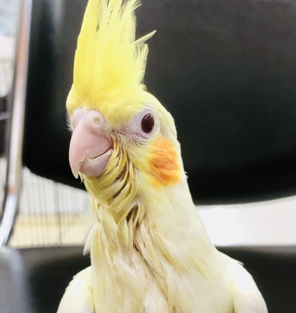 オカメインコ