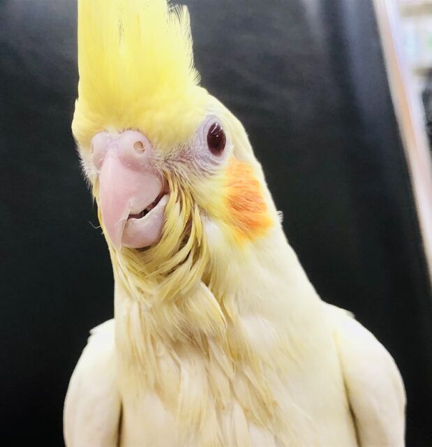 少しむっちりさん　オカメインコ　Ｒ５　５／３１撮影