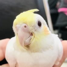 ツンツンウブウブです　オカメインコ　Ｒ５　５／３１撮影