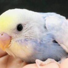 色鮮やかなレインボー　セキセイインコ　R５　６／１４撮影
