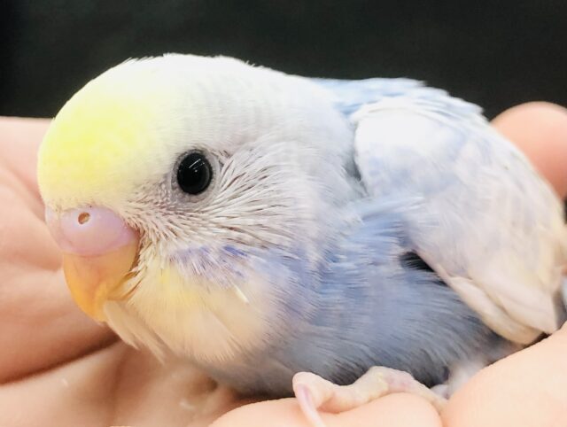 色鮮やかなレインボー　セキセイインコ　R５　６／１４撮影