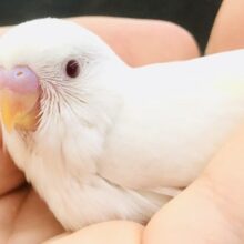 純白カラーは６月のイメージカラー？　セキセイインコ　R５　６／１４撮影