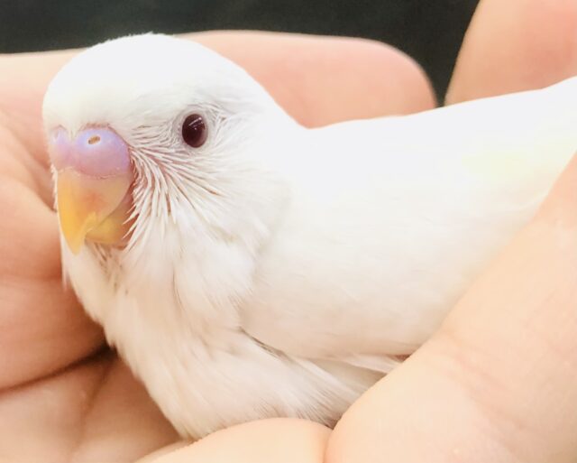 純白カラーは６月のイメージカラー？　セキセイインコ　R５　６／１４撮影