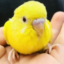 見てるだけでも元気をもらえる　セキセイインコ　Ｒ５　６／７撮影