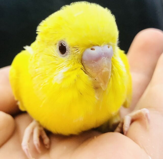 見てるだけでも元気をもらえる　セキセイインコ　Ｒ５　６／７撮影