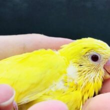 梅雨の湿気に負けず元気ですかーー？　セキセイインコ　R５　６／２１撮影