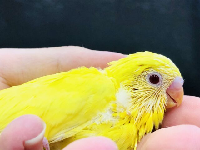 梅雨の湿気に負けず元気ですかーー？　セキセイインコ　R５　６／２１撮影