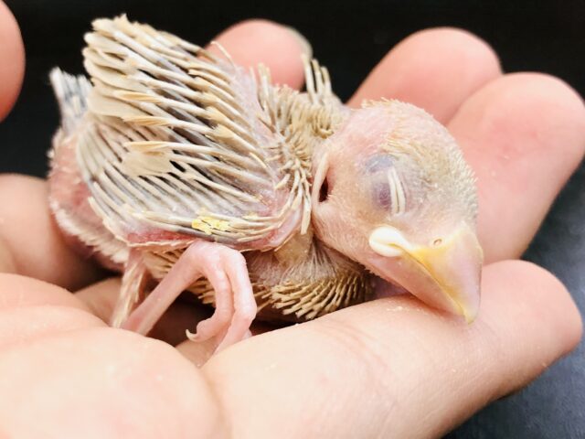 ご飯を食べたらスヤスヤタイム　シナモン文鳥　R５　６／２１撮影