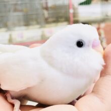 ピュアなハートを持ってる？　セキセイインコ　R５　６／２１撮影