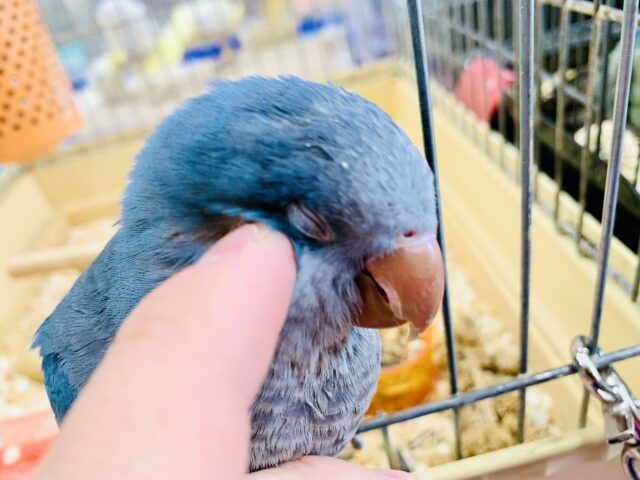 オキナインコ