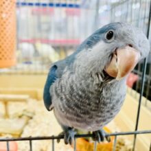 【最新画像更新✨】ベタ馴れ！！　オキナインコ　ブルー　Ｒ５　５／３１撮影