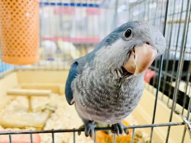 【最新画像更新✨】ベタ馴れ！！　オキナインコ　ブルー　Ｒ５　５／３１撮影