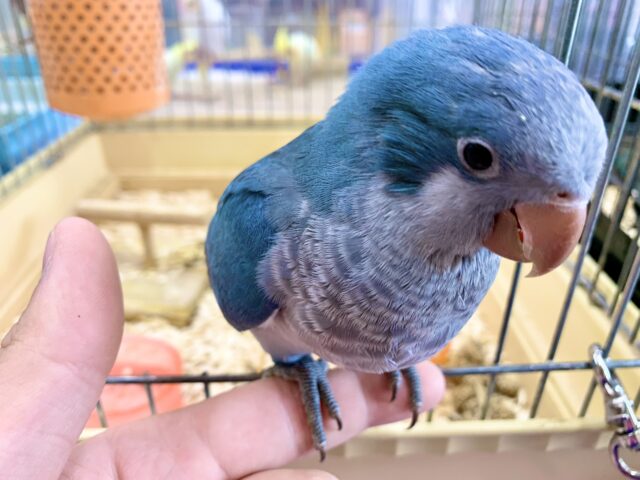 オキナインコ