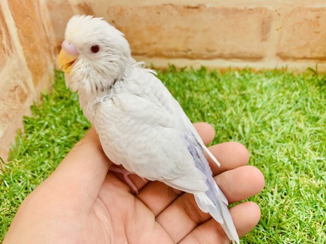 【幻級ライラック✨】セキセイインコ　ファロー入舎しちゃいました～(*´▽｀*)　