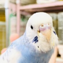 トリコロールカラー　セキセイインコ　Ｒ５　７／１３撮影