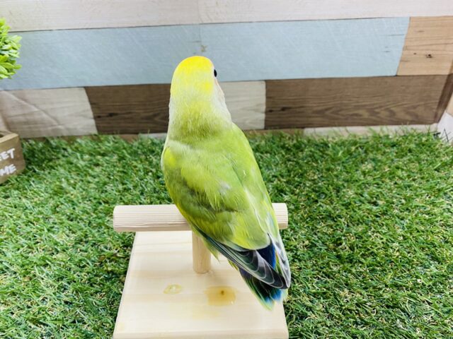 コザクラインコ（小桜インコ）