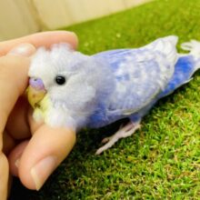 最新画像になりますよ⭐️空いっぱいに1番の自分で輝け✨　セキセイインコ　スパングル　バイオレット