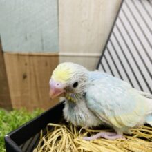 優しい色合いの可愛いこ！セキセイインコのパステルレインボー！