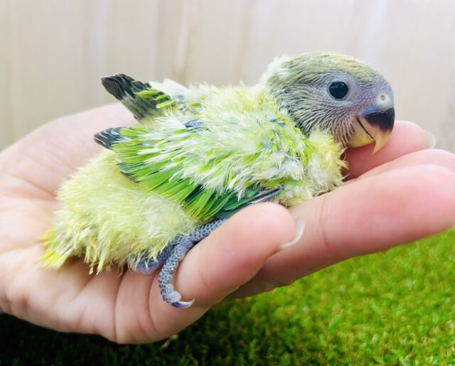 ❤️‍🔥将来はだるまさん！？緑と赤の最強カラー❤️‍🔥　コザクラインコ　オパーリン