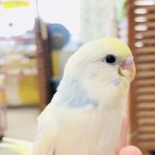 優しいカラー　セキセイインコ　Ｒ５　７／６撮影
