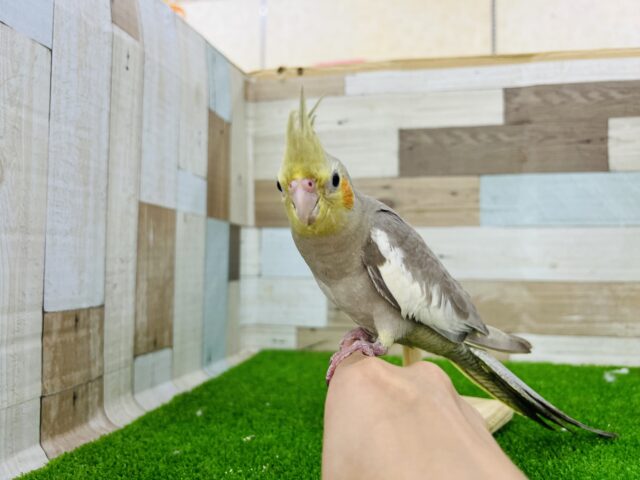 オカメインコ