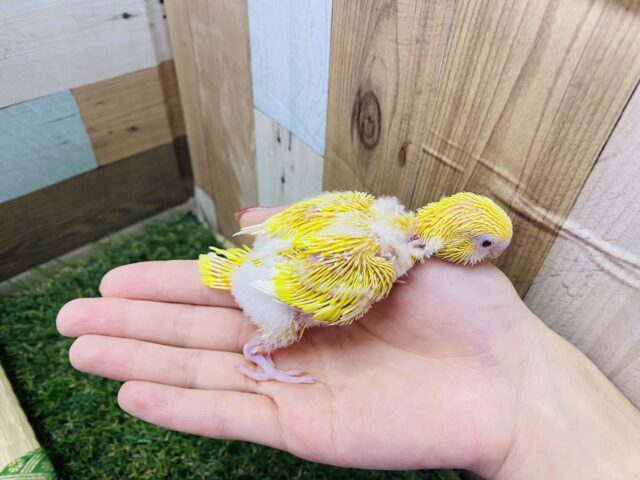 セキセイインコ