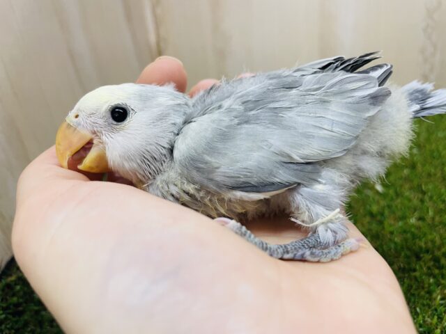 コザクラインコ（小桜インコ）