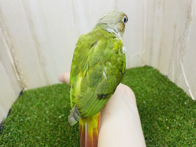 ホオミドリウロコインコ