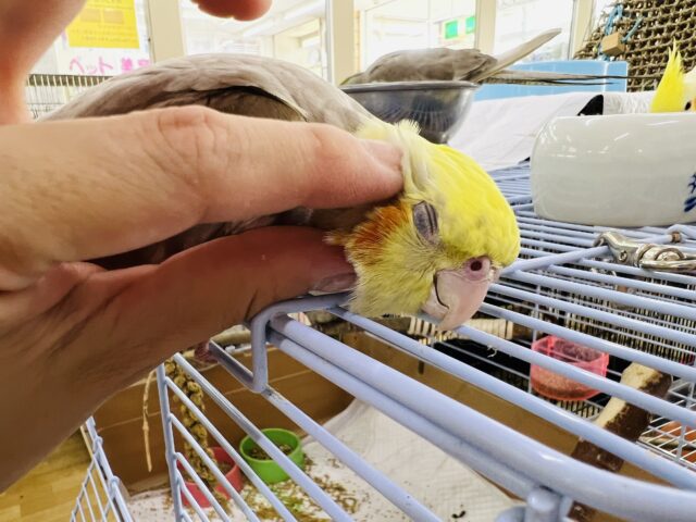 オカメインコ