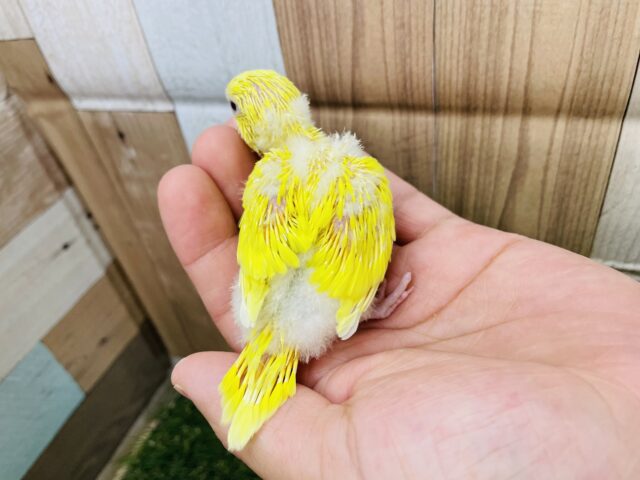 セキセイインコ