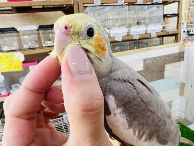 オカメインコ