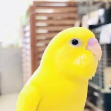 明るいカラーにパッチリおめめ　セキセイインコ　R５　７／５撮影