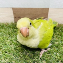 最新画像あります☆ワキワキダンスが可愛すぎる♡パッと明るいカラーのオキナインコ（パリド）☆