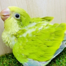 楽しいと一緒に💚ハートの真ん中を自由に舞う〜🤍💚　オキナインコ　パリッド