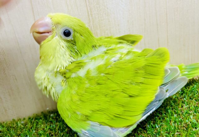 楽しいと一緒に💚ハートの真ん中を自由に舞う〜🤍💚　オキナインコ　パリッド