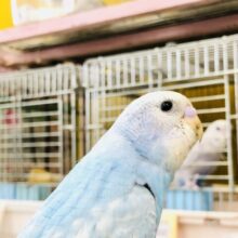 スカイブルー　セキセイインコ　Ｒ５　７／６撮影