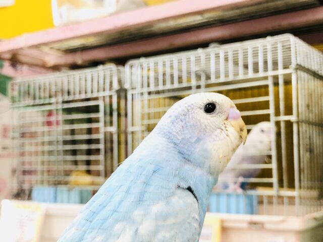 スカイブルー　セキセイインコ　Ｒ５　７／６撮影